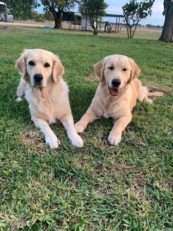 Golden Retriever for sale by ALLELIZA