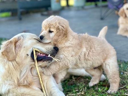 Golden Retriever for sale by ALLELIZA