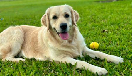 Golden Retriever for sale by ALLELIZA