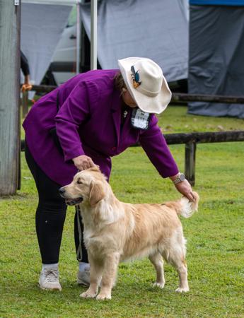 Golden Retriever for sale by ALLELIZA