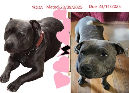 Staffordshire Bull Terrier for sale by JAZABELBLUES