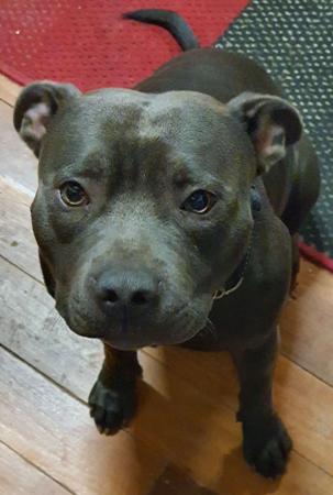 Staffordshire Bull Terrier for sale by JAZABELBLUES