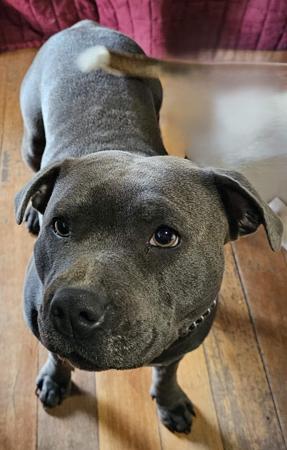 Staffordshire Bull Terrier for sale by JAZABELBLUES