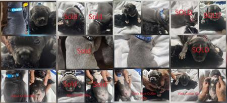 Staffordshire Bull Terrier for sale by JAZABELBLUES