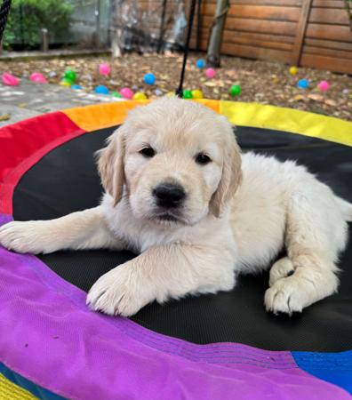 Golden Retriever for sale by SUNNYDAYS