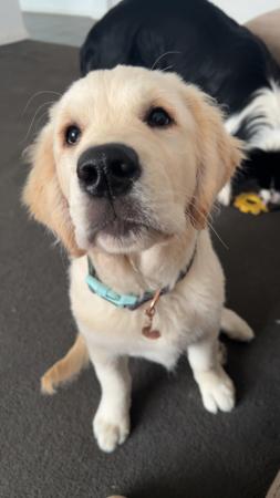 Golden Retriever for sale by SUNBELLAGOLD