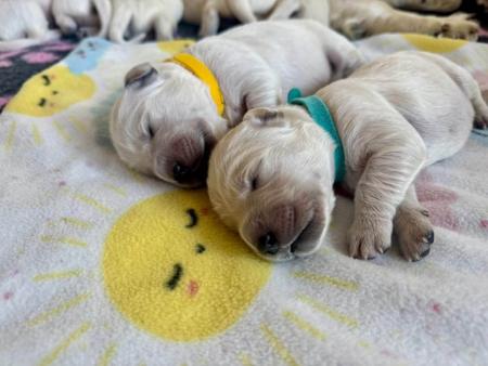 Golden Retriever for sale by SUNBELLAGOLD