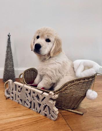 Golden Retriever for sale by SUNBELLAGOLD