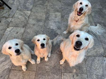 Golden Retriever for sale by SUNBELLAGOLD