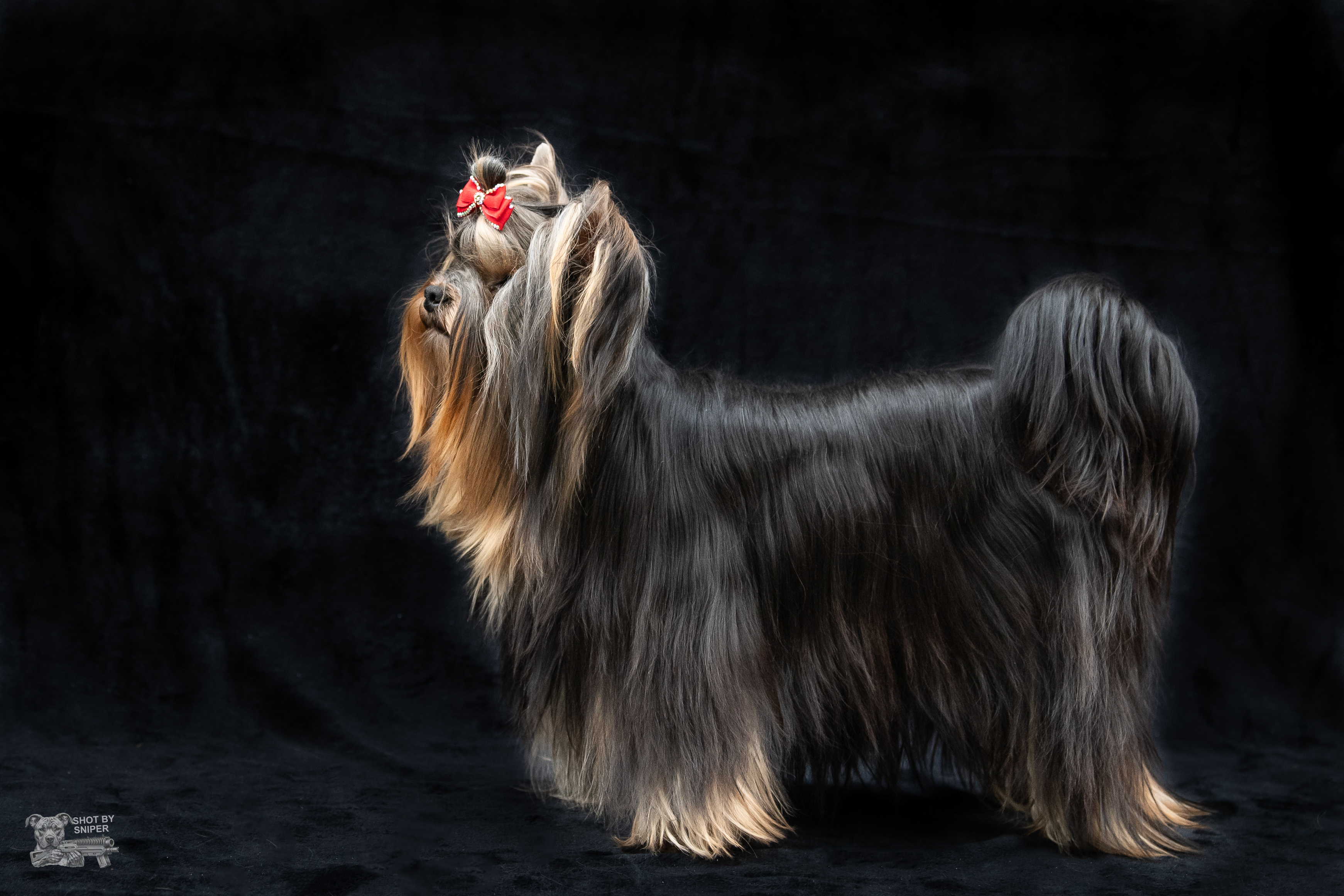 Yorkshire Terrier dog for sale by TEMIAH