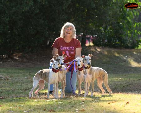 Whippet for sale by JEULIZE