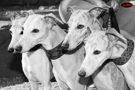 Whippet for sale by JEULIZE