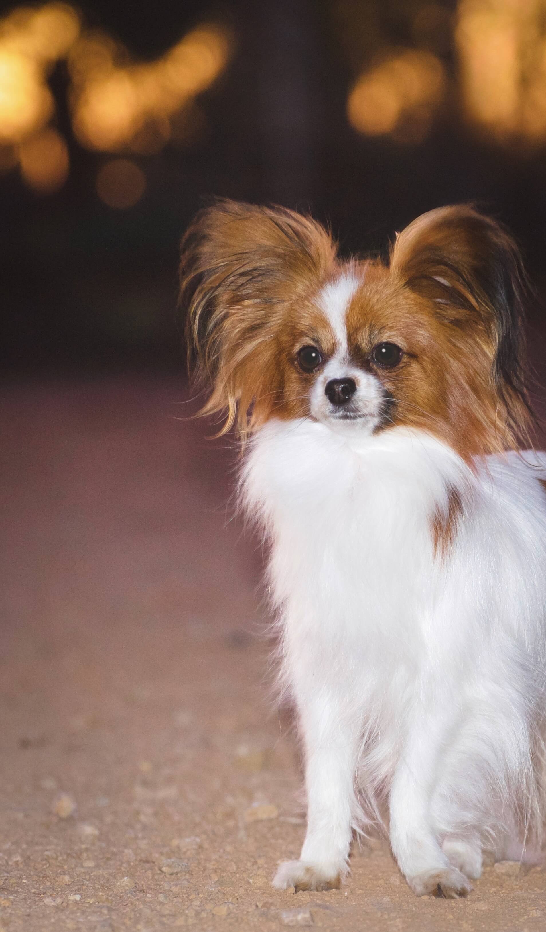 Sabelia Underworld Connection Papillon - Owned by Amanda McColl