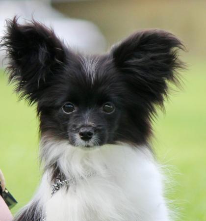 Papillon puppy for sale by SAORISE