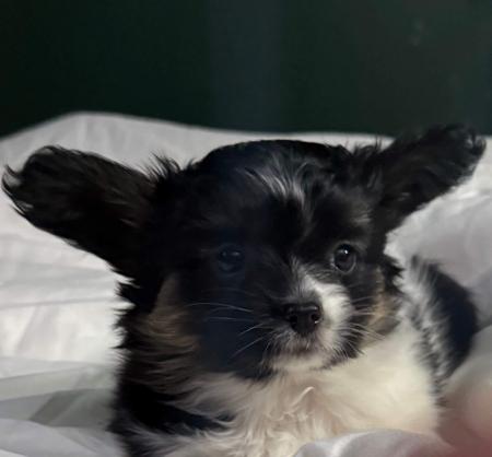 Papillon puppy for sale by SABELIA