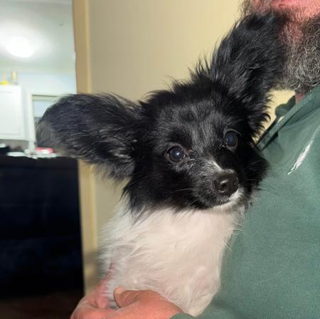 Papillon puppy for sale by SAORISE