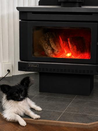 Papillon puppy for sale by SAORISE