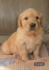 Golden Retriever puppy for sale by LAKEVEIW