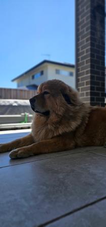 Tibetan Mastiff for sale by NYXBORN