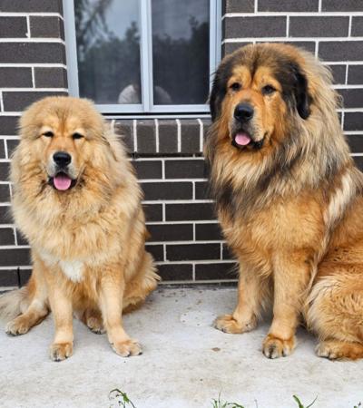 Tibetan Mastiff for sale by NYXBORN