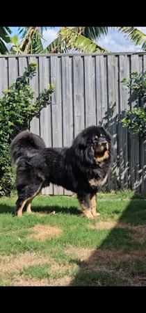 Tibetan Mastiff for sale by NYXBORN