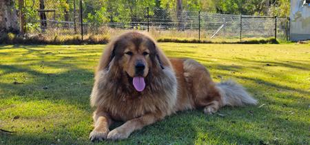 Tibetan Mastiff for sale by NYXBORN