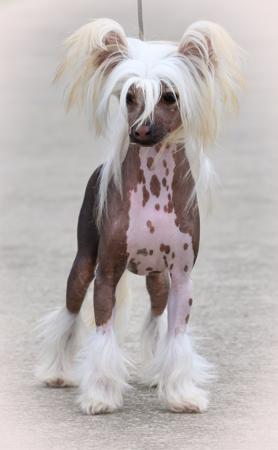 Chinese Crested Dog for sale by CADIZ