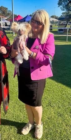 Chinese Crested Dog for sale by CADIZ