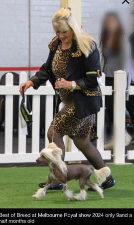 Chinese Crested Dog for sale by CADIZ