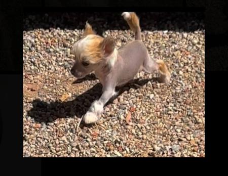 Chinese Crested Dog for sale by CADIZ