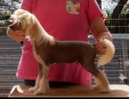 Chinese Crested Dog for sale by CADIZ