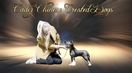 Chinese Crested Dog for sale by CADIZ