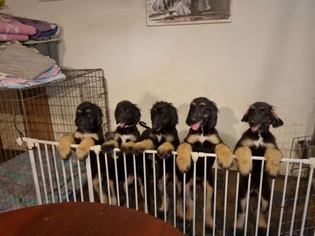 Afghan Hound for sale by ZAZZERA