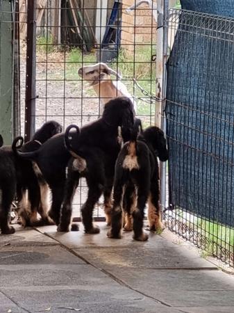 Afghan Hound for sale by ZAZZERA