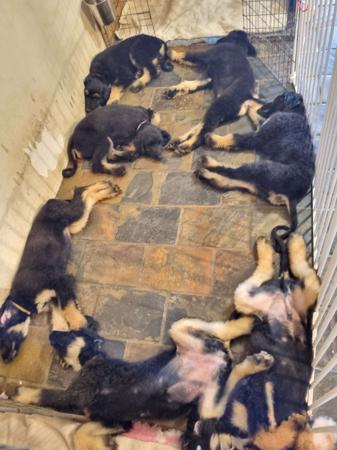 Afghan Hound for sale by ZAZZERA