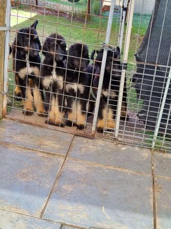 Afghan Hound for sale by ZAZZERA