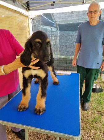Afghan Hound for sale by ZAZZERA