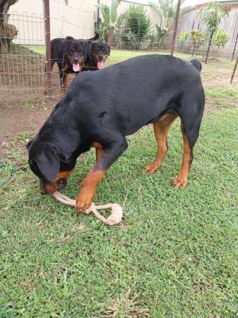 Rottweiler puppy for sale by ONORABULL
