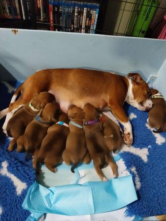 Staffordshire Bull Terrier puppy for sale by ONORABULL