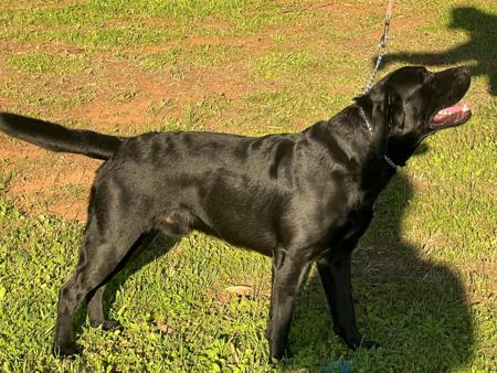 Labrador Retriever for sale by WARATAHLABS