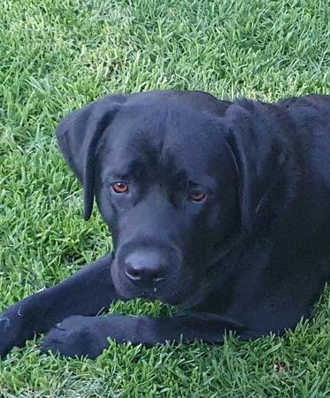 Labrador Retriever for sale by WARATAHLABS