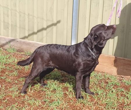 Labrador Retriever for sale by WARATAHLABS