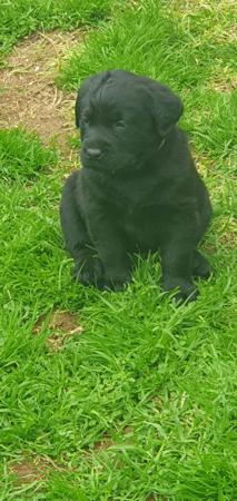 Labrador Retriever for sale by WARATAHLABS