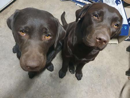 Labrador Retriever for sale by WARATAHLABS