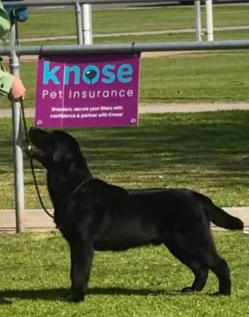 Labrador Retriever puppy for sale by WARATAHLABS