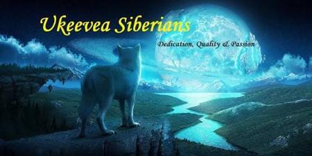 Siberian Husky puppy for sale by UKEE15