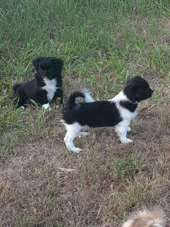 Tibetan Spaniel for sale by NICOLAGLOVER