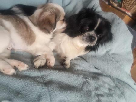 Tibetan Spaniel for sale by TIBBINEE