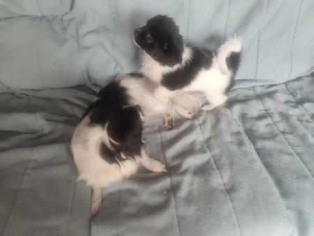 Tibetan Spaniel for sale by TIBBINEE