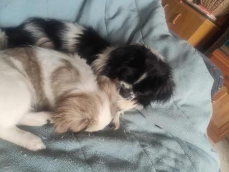 Tibetan Spaniel for sale by TIBBINEE